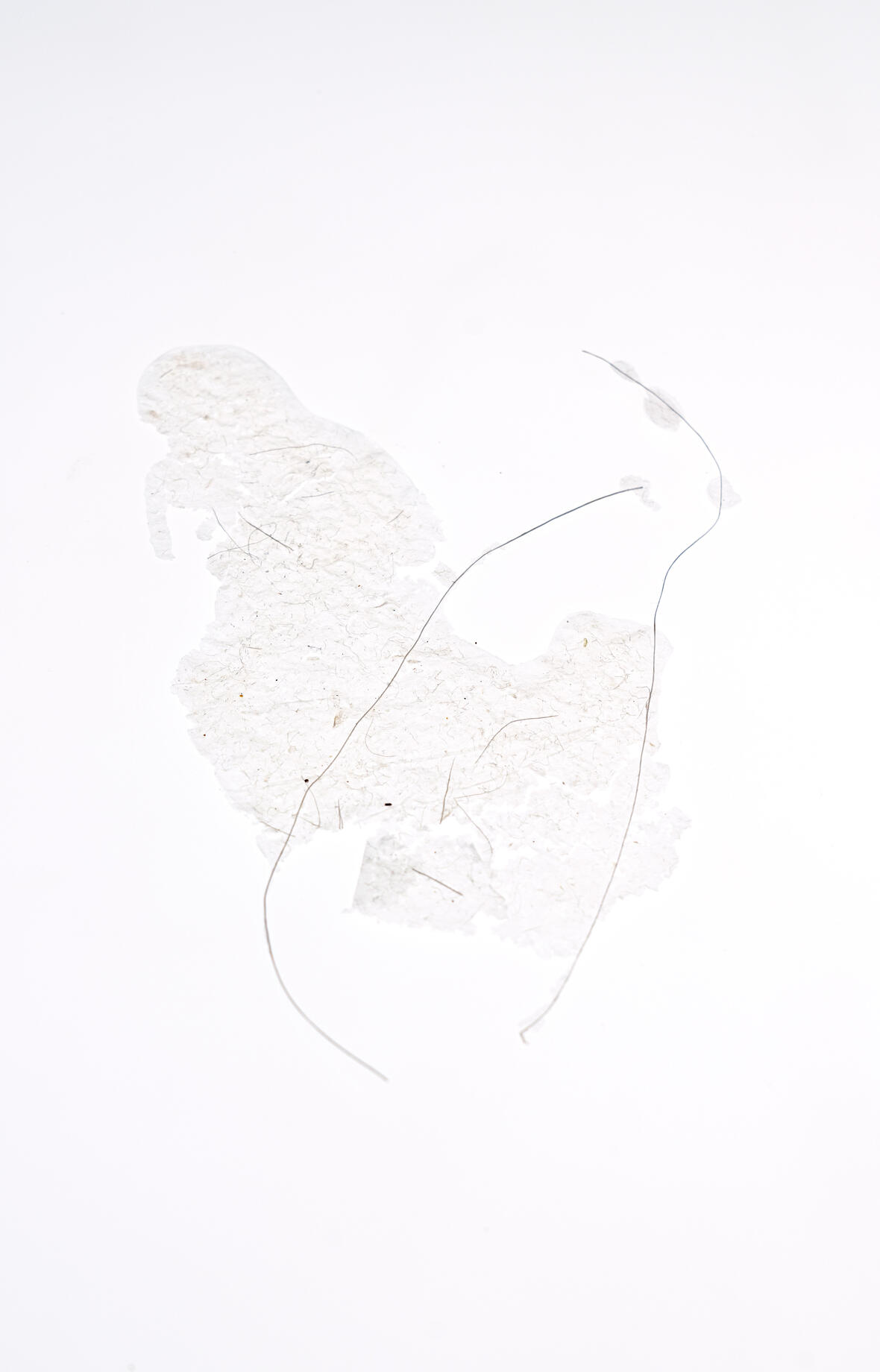 inside-a-plant-folgeformationen-ein-vortrag-von-miriam-salamander
