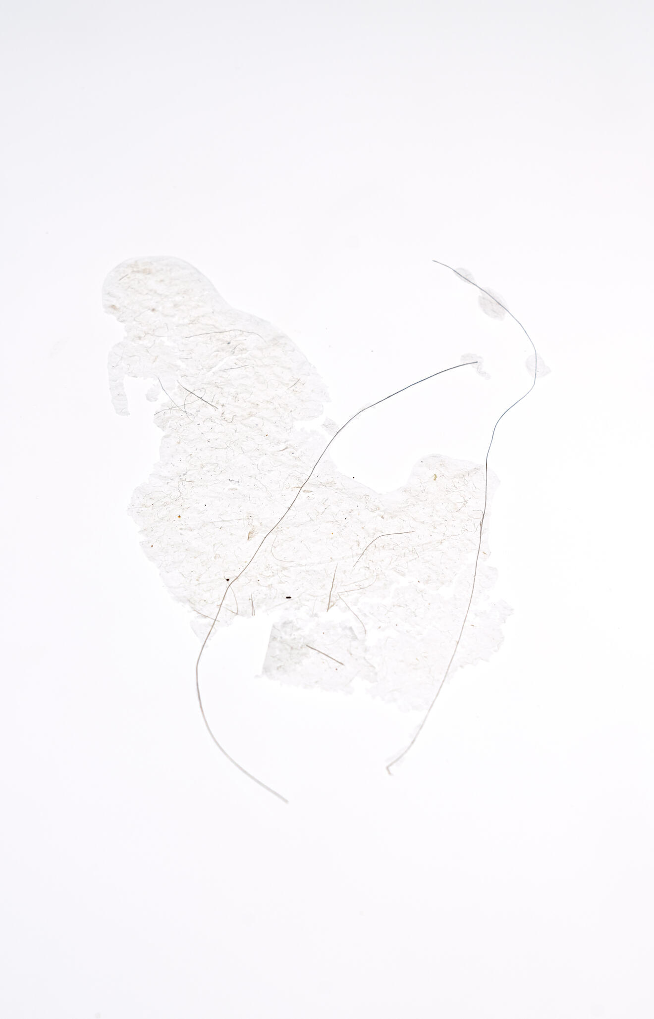 inside-a-plant-folgeformationen-ein-vortrag-von-miriam-salamander